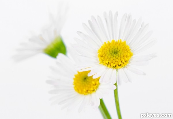 very small flowers