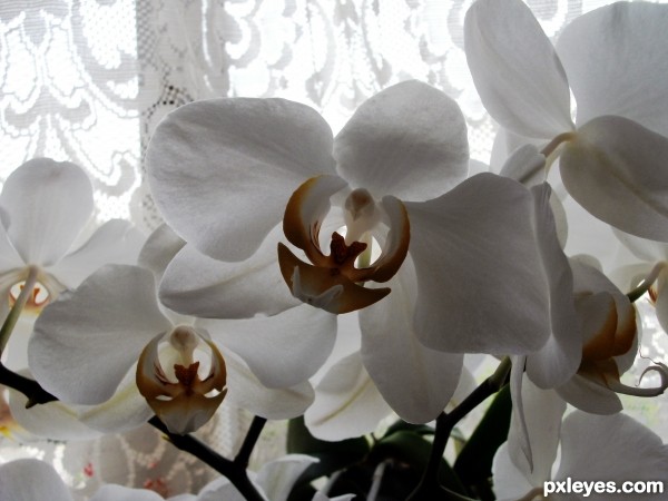 Orchids and lace