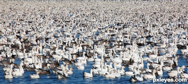 A Sea of Snow Geese