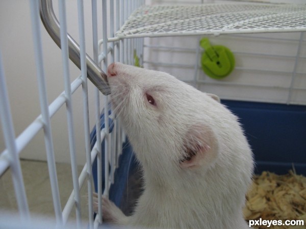 white ferret