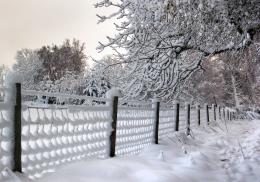 Along the Fence