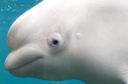 Beluga Whale