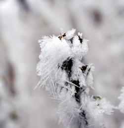 Hoarfrost