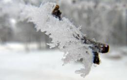 Frosted Branch