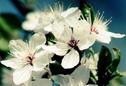 White Flowers