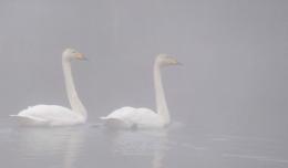 White swans