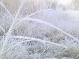 Frost