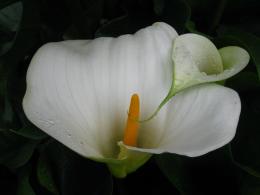 WhiteFlower