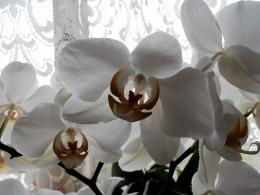 Orchidsandlace