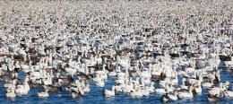 A Sea of Snow Geese