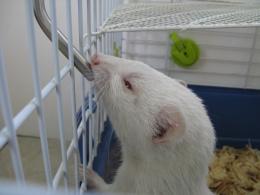 white ferret