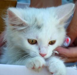 white kitten 