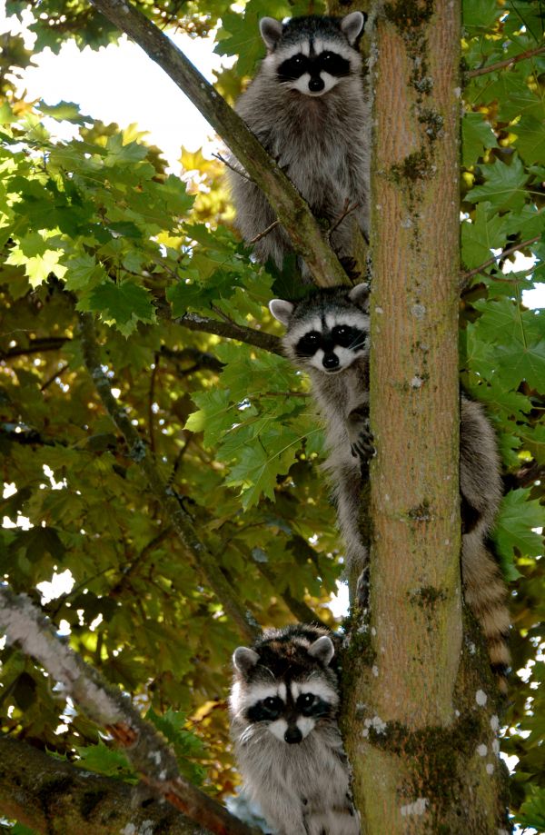 My Backyard Totem Pole