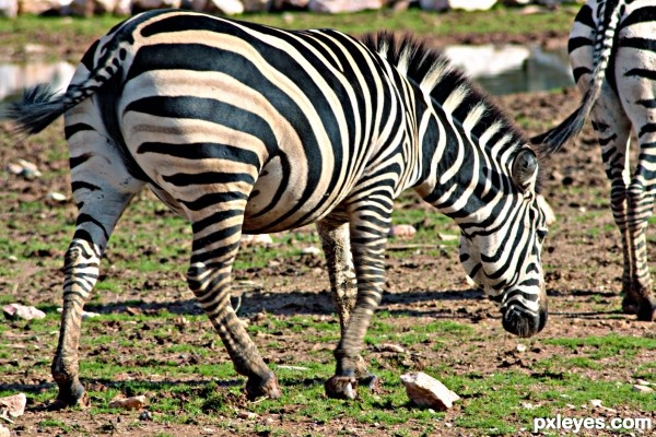 Black & white stripes donkey