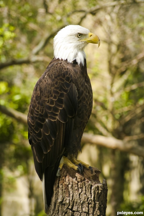 Eagle photoshop picture)