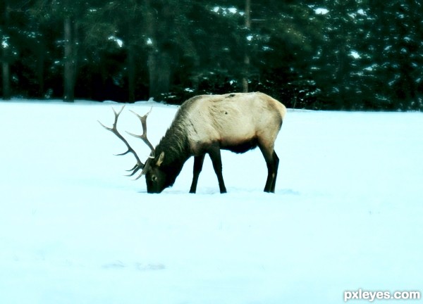 Elk