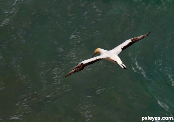 Gannet