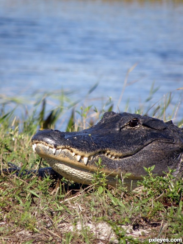 Gator Sun Bathing