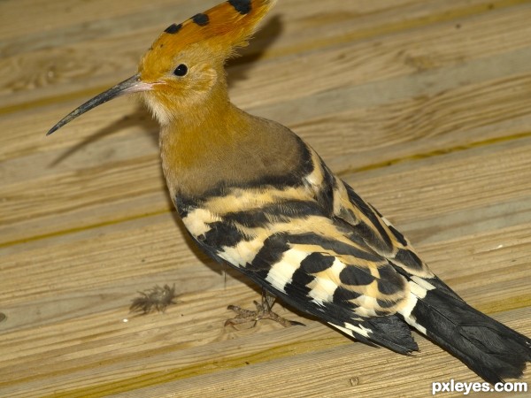 Hoopoe