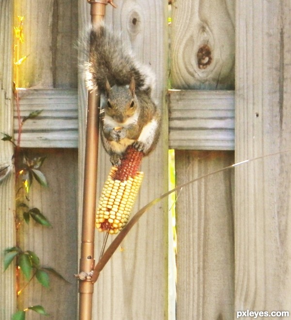 How a squirrel eat corn