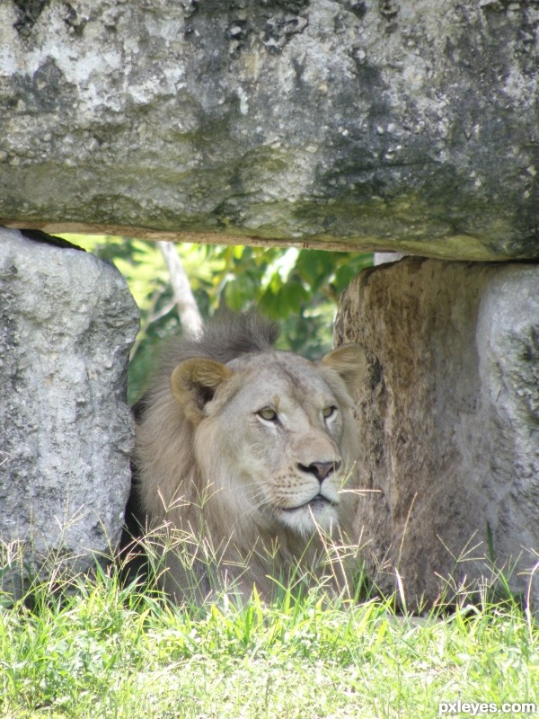 King of  the Zoo