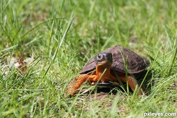 North American Wood Turtle