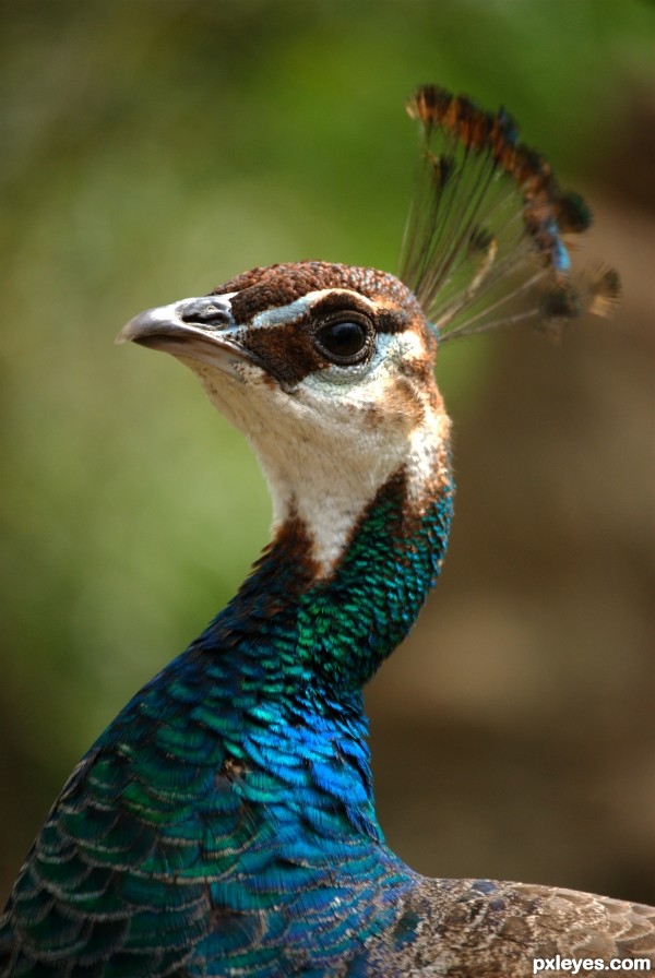 Peahen