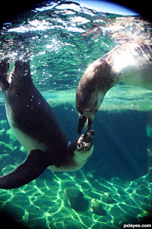 Playful Penguins photoshop picture)