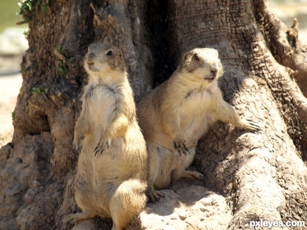 Prairie dogs