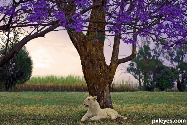 White Lioness