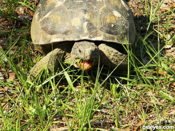 Wild Tortoise