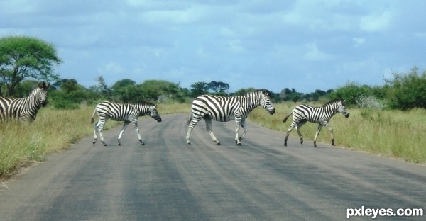 zebra crossing