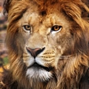 wild animals 2 photography contest