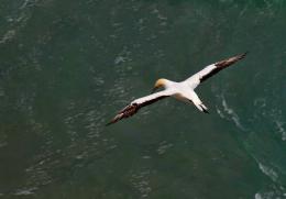 Gannet