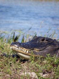 GatorSunBathing