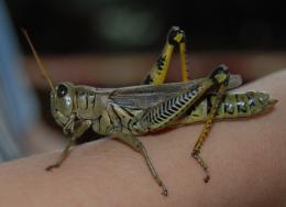 GrassHopper