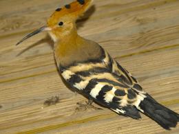 Hoopoe