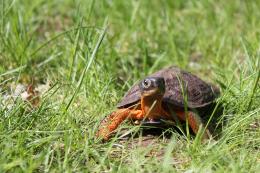 North American Wood Turtle Picture