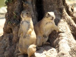 Prairiedogs