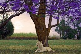 White Lioness