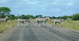 zebra crossing