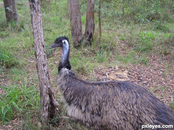 Emu