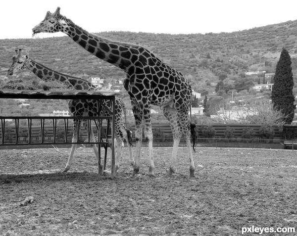 Giraffes