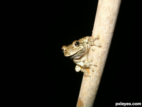 Grey Tree Frog