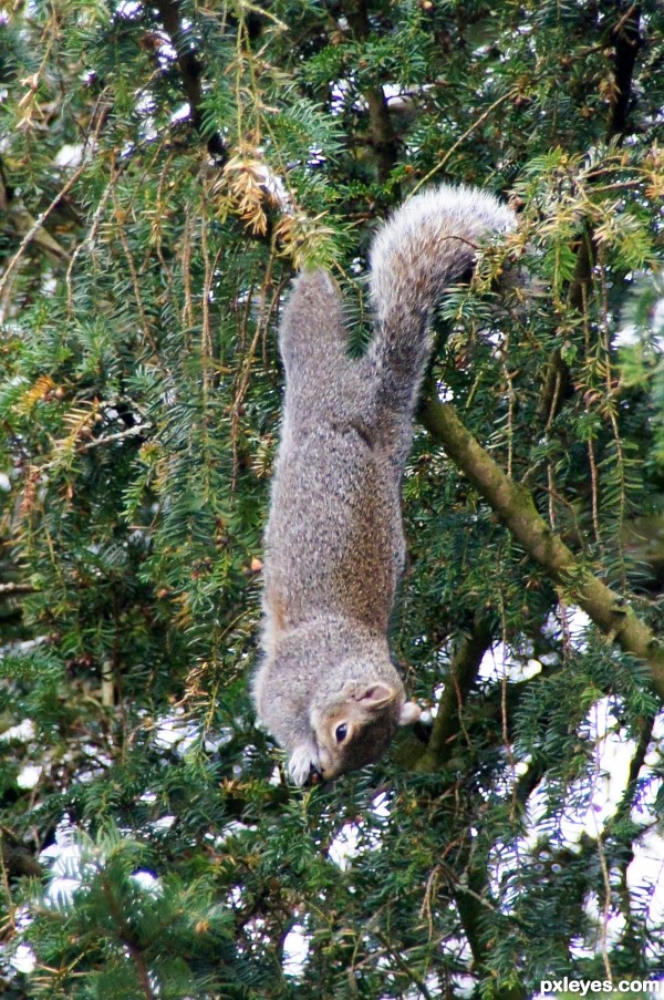 Grey squirrel