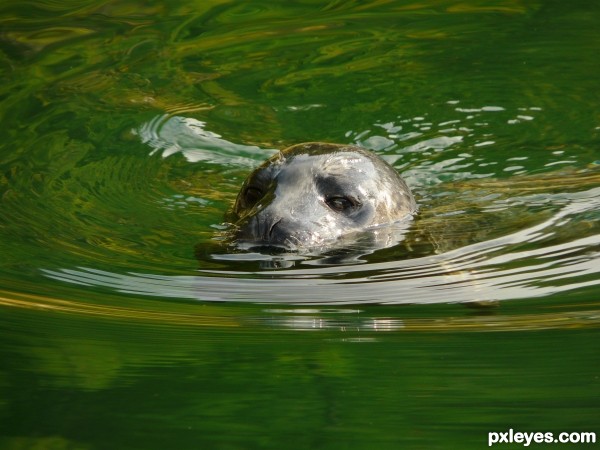 Harbour Seal