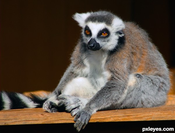 Lemur pesimisticous 