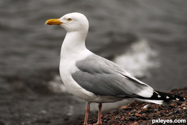 Lone Gull