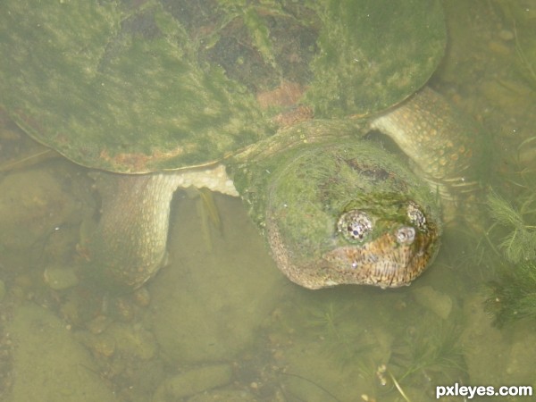 Old Man of the Lake