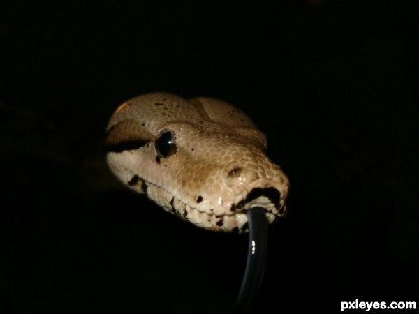 Red Tail Boa